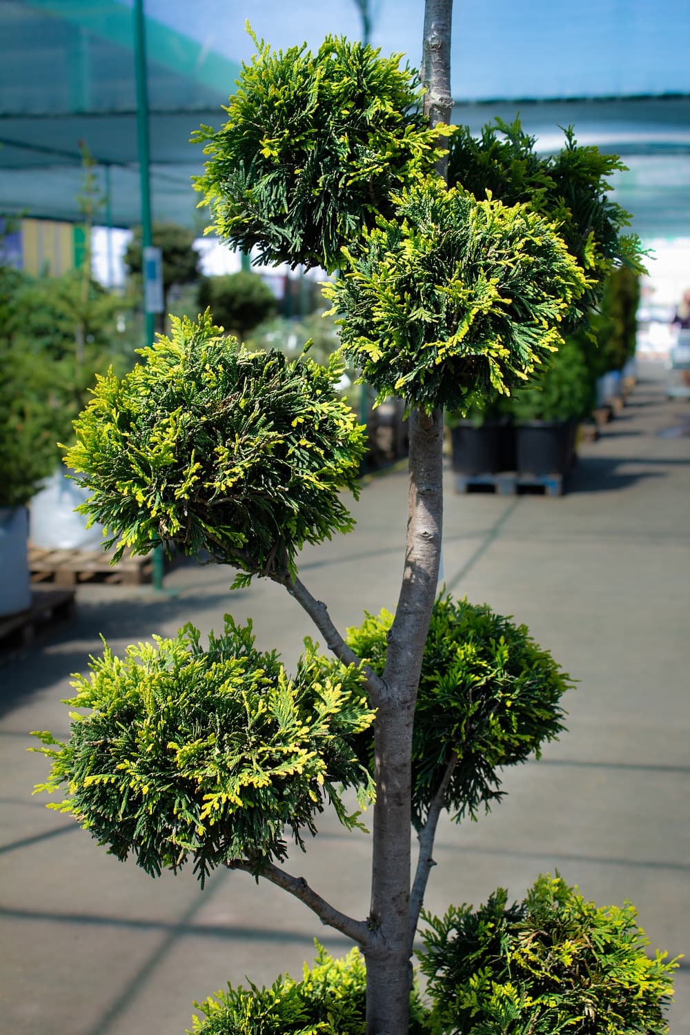 Саженец западной туи Еллоу Риббон/Thuja occidentalis Yellow Ribbon  С30/175-200 pom-pon — цена в Энгельсе, купить в интернет-магазине,  характеристики и отзывы, фото