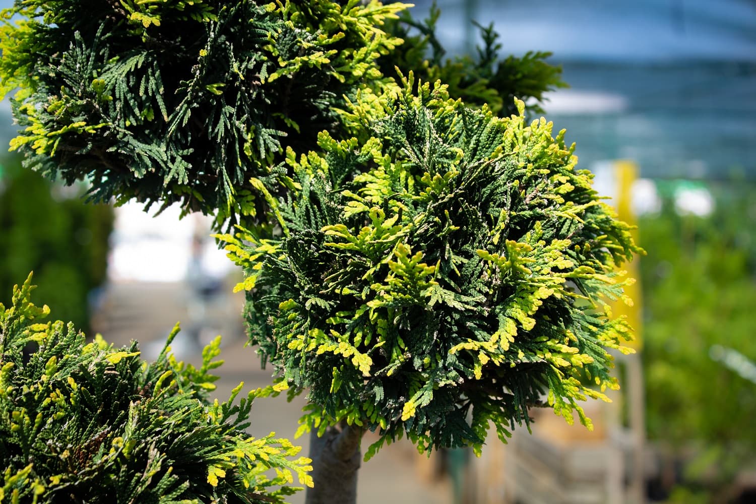 Саженец западной туи Еллоу Риббон/Thuja occidentalis Yellow Ribbon  С30/175-200 pom-pon — цена в Энгельсе, купить в интернет-магазине,  характеристики и отзывы, фото