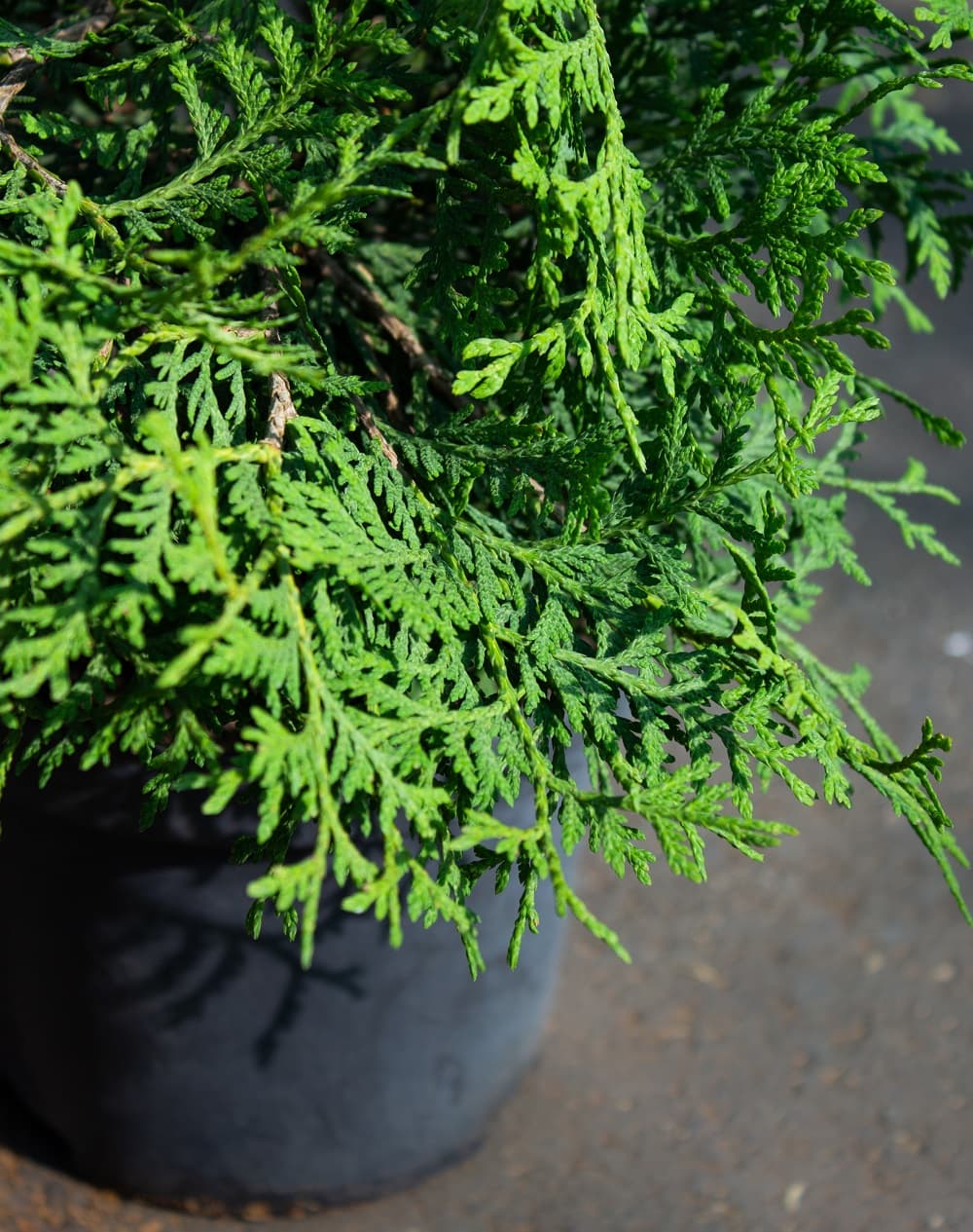 Саженец западной туи Брабант/Thuja occidentalis Brabant С3/20-30 — цена в  Энгельсе, купить в интернет-магазине, характеристики и отзывы, фото