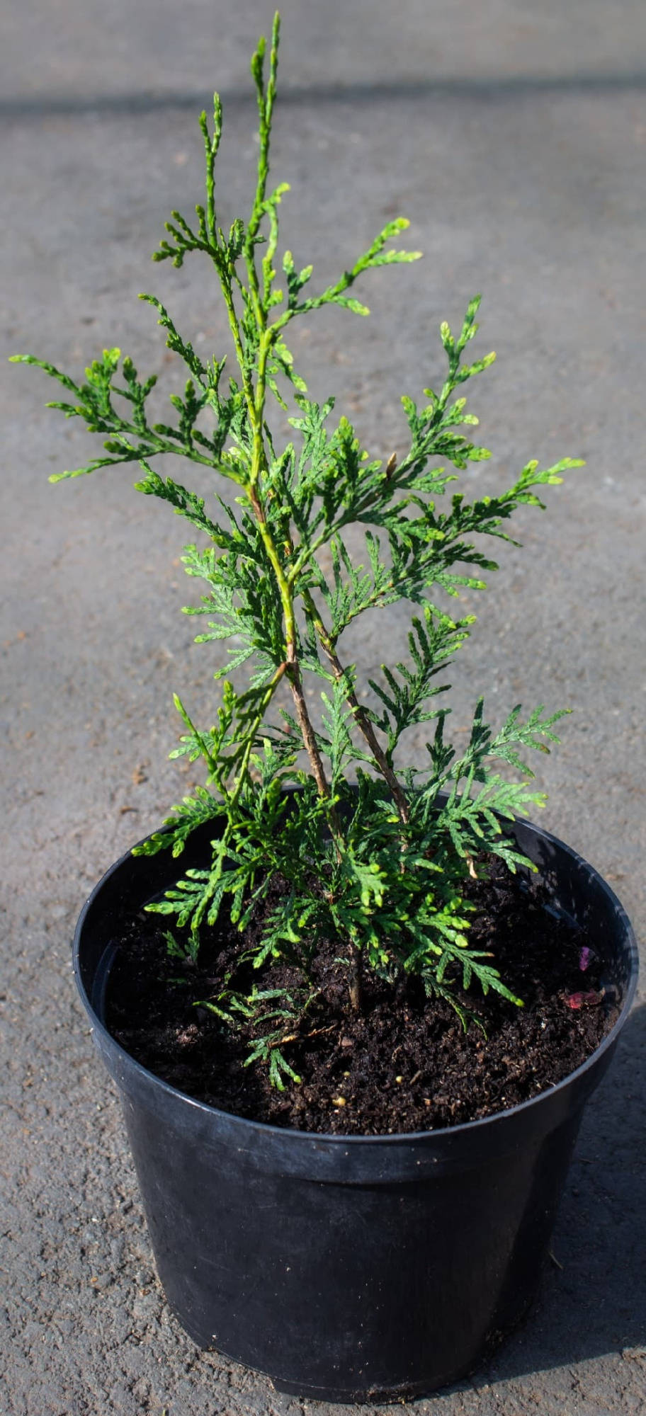 Саженец западной туи Брабант/Thuja occidentalis Brabant С3/20-30 — цена в  Энгельсе, купить в интернет-магазине, характеристики и отзывы, фото